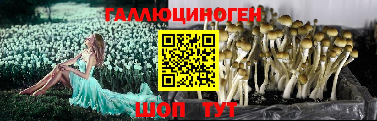 Псилоцибиновые грибы GOLDEN TEACHER Сургут