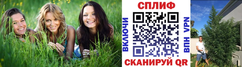 Шишки марихуана Amnesia  кракен ссылки  Сургут 